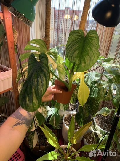 Филодендрон Мамей