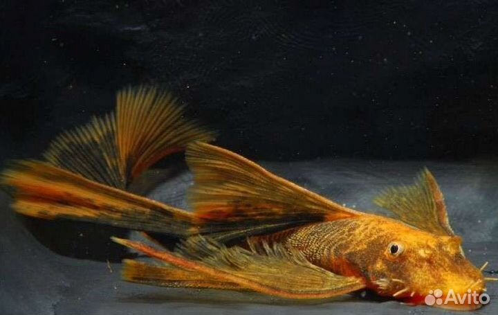 Аквариумные рыбки