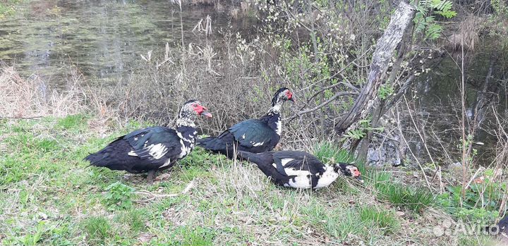 Селезень индоутки