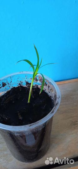 Циперус, фиалка