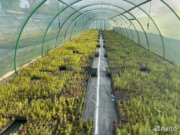 Сеянцы ели зкс оптом