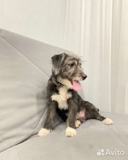 Манечка в семью, стерилизована