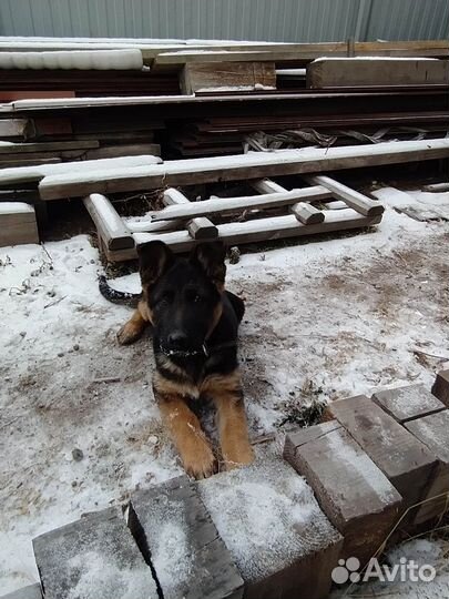 Щенки немецкой овчарки