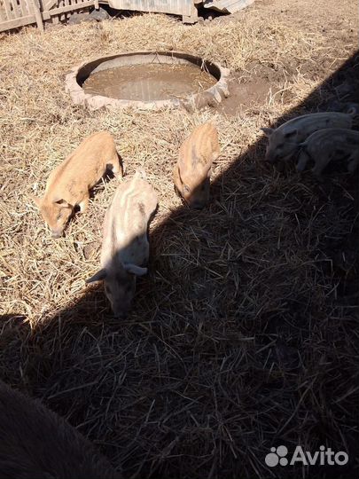 Свинья с кабаном, 2 месяца