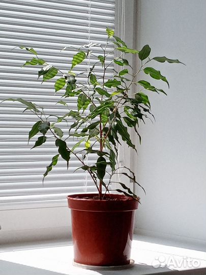 Фикус бенджамина