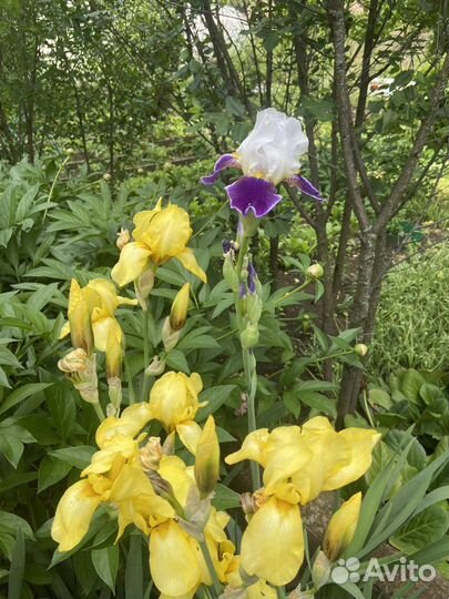 Ирисы высокие желтого цвета, сортовые