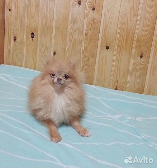 Шпиц мальчик