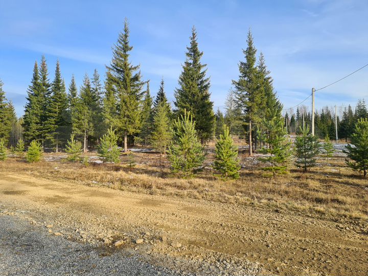 Участок 18,5 сот. (СНТ, ДНП)