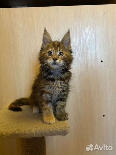 Котята мейн-кун