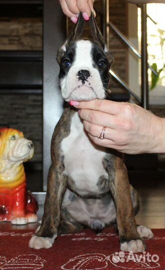 Щенки Немецкого Боксера - Расписные Малыши