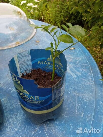 Роза плетистая Эксцельза