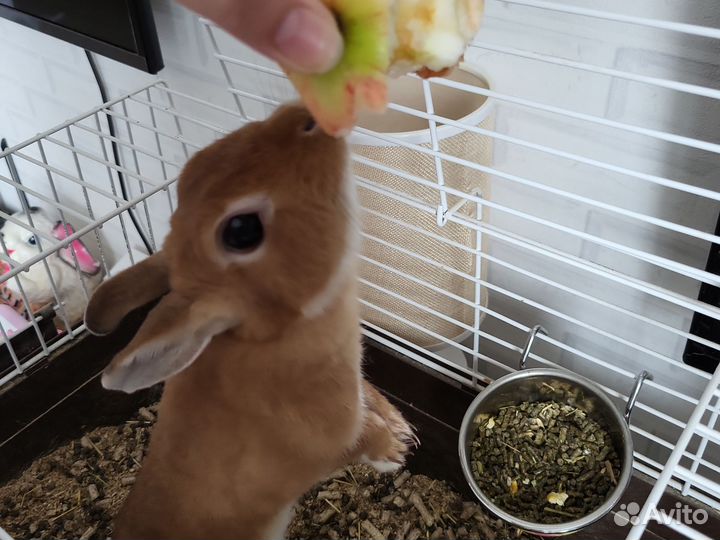 Декоративные кролики