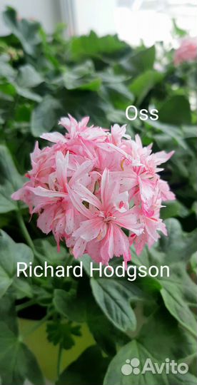 Пеларгонии Richard Hodgson и Pink chart