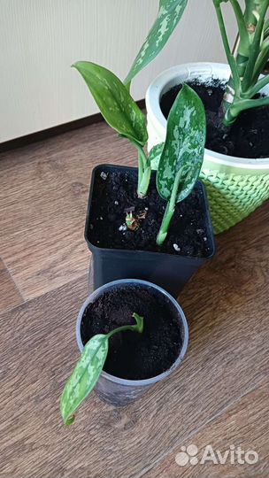 Аглонема Мария