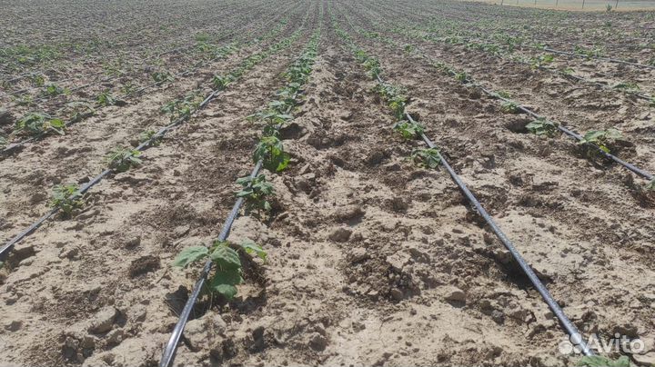 Лучшее дерево для степи, полупустыни и солончаков