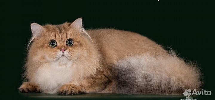 Вязка/продажа Шотландский прямоухий кот