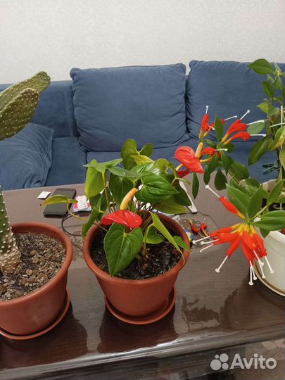 Цветы домашние в горшках