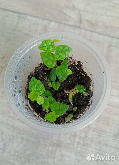 Фикус Бенджамина, Плющевидный минима