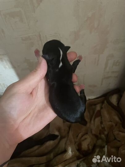 Щенки чихуахуа мини