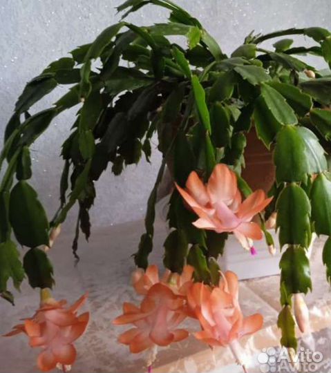 Комнатные цветы