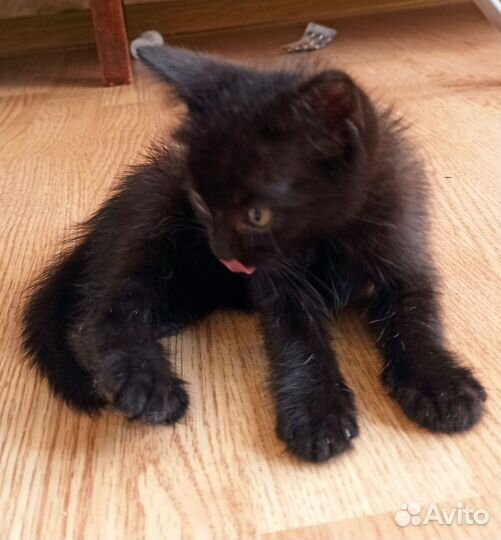 Маленький чёрный котёнок ищет дом