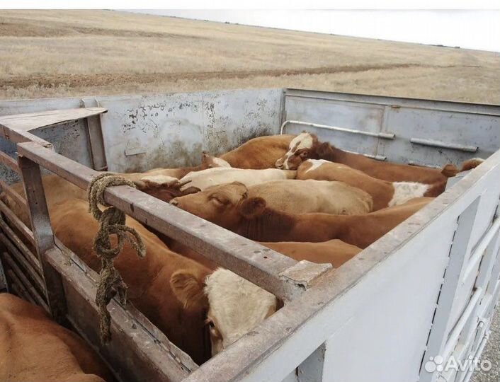 Быки иТелки сименталки