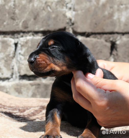 Прекрасные щенки добермана