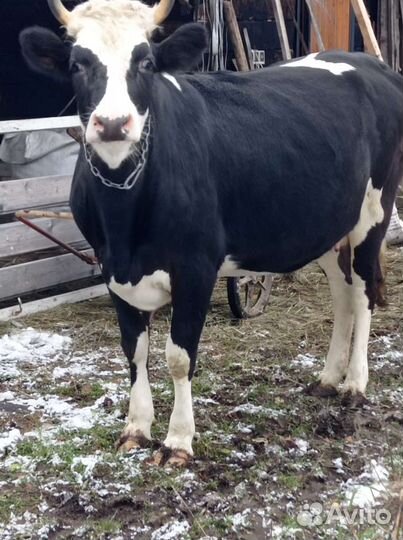 Корова дойная