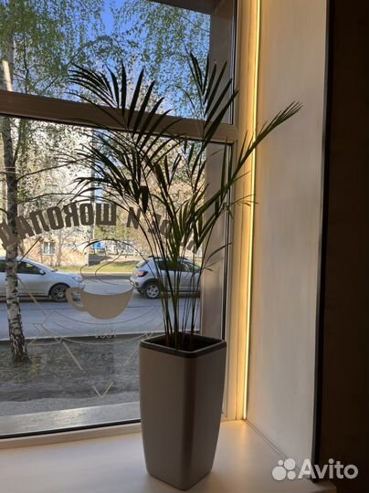 Пальма арека