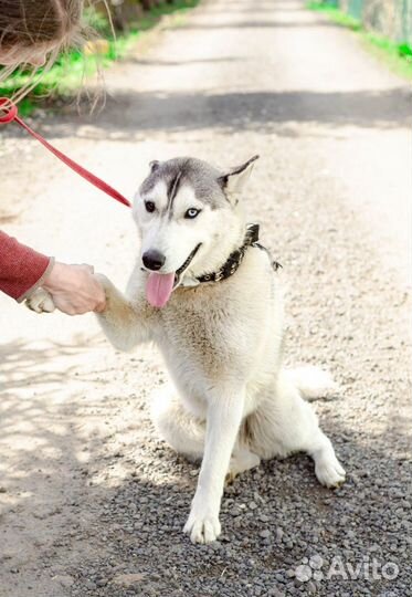 Щенок мальчик хаски Майк 6 мес