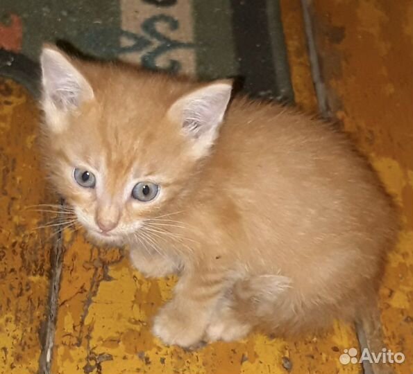 Котенок Рыжий Апельсин ищет дом