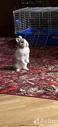 Карликовый кролик Кузя