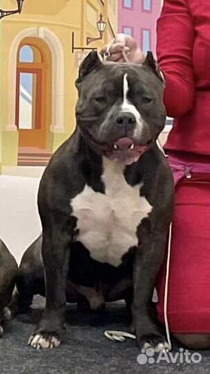 Американский булли