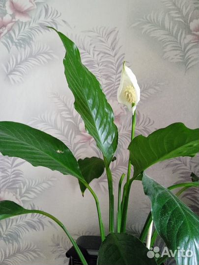 Комнатные домашние растения