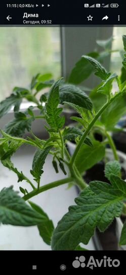 Рассада томатов и огурцов