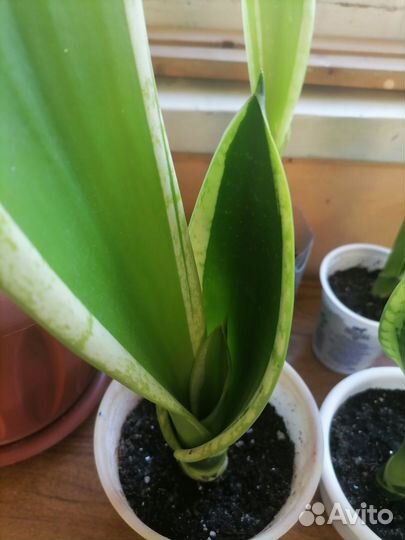 Драцена и сансиеверия