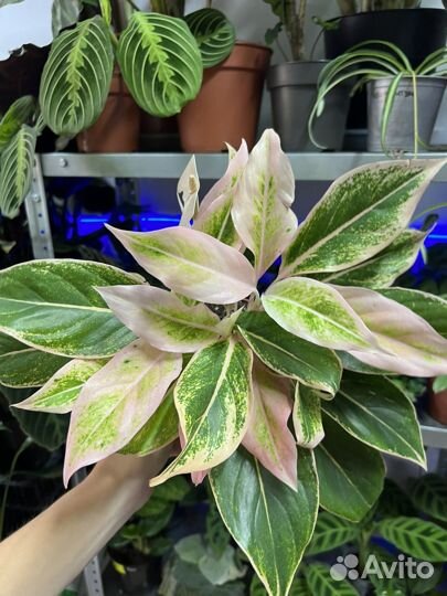 Аглаонема липстик пинк