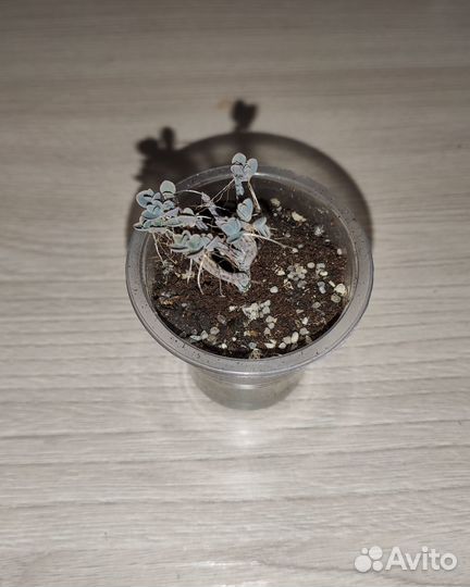 Суккуленты