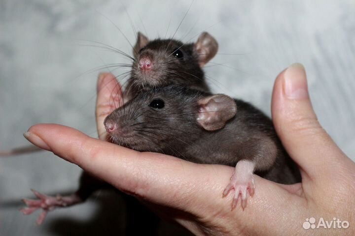 Крысята рекс, дамбо, сирийские хомячки