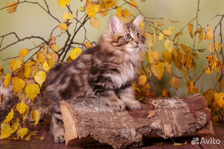 Котята курильского бобтейла
