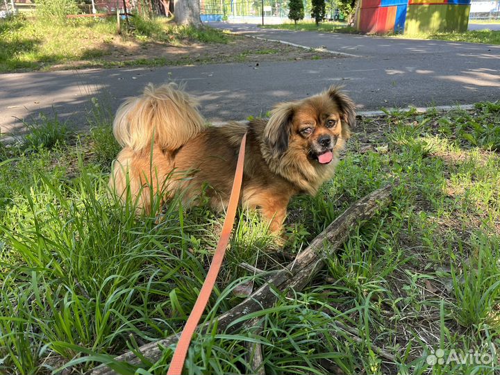 Маленькая собачка