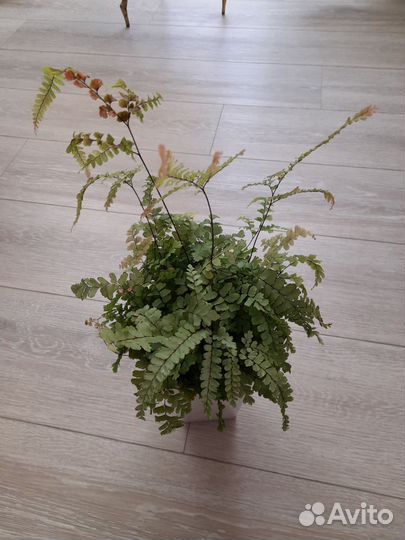 Папоротник