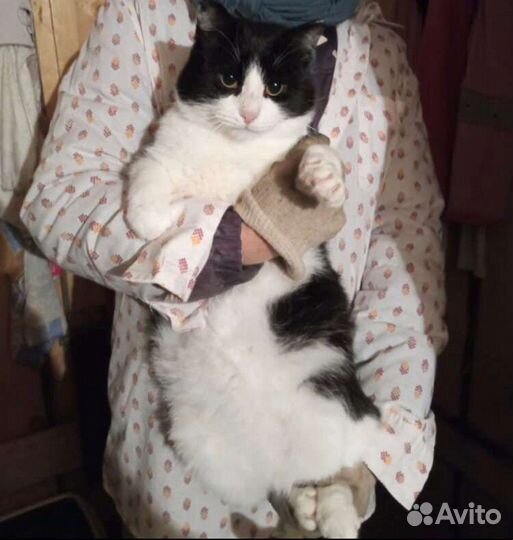 Огромный кот в дар