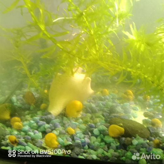 Аквариумные улитки Ампулярии