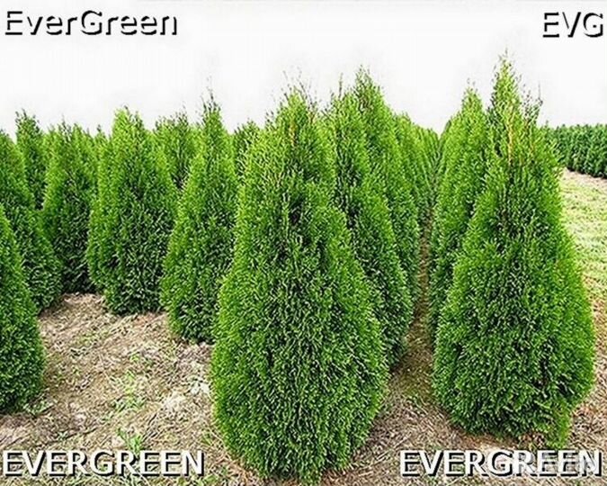 Туи для изгороди