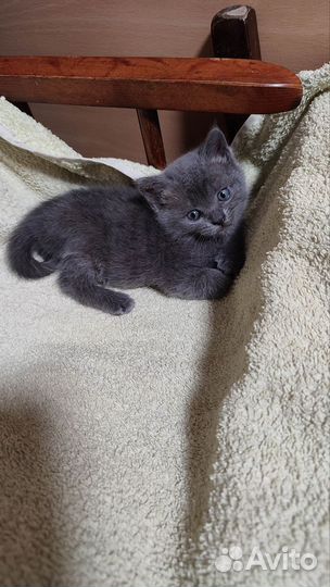 Кошечка маленькая в любящие руки