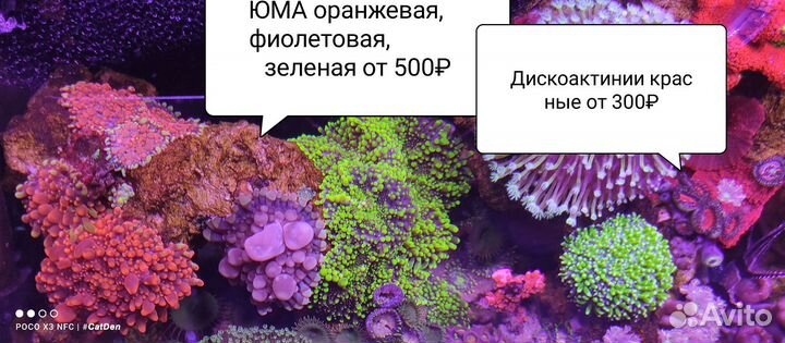 Кораллы для морского аквариума