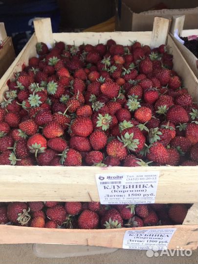 Клубника, малина, клюква, брусника