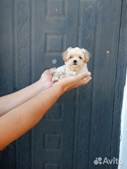 Щенки мальтипу f1 mini и micro Крым