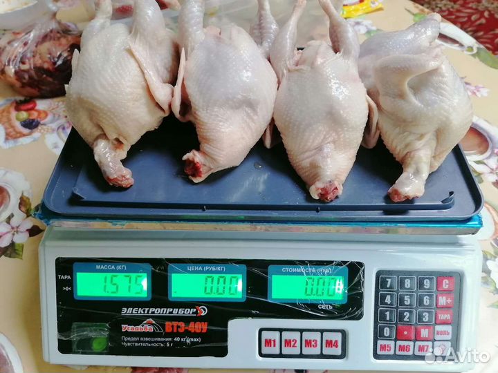 Перепела любого возраста, инкубация